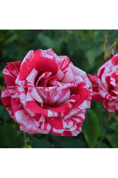 Троянда чайно-гібридна ’Хуліо Іглесіас’